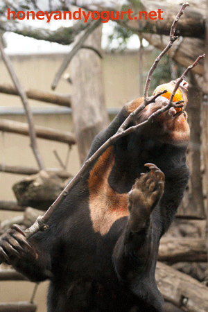 上野動物園　マレーグマ　キョウコ
