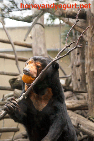 上野動物園　マレーグマ　キョウコ