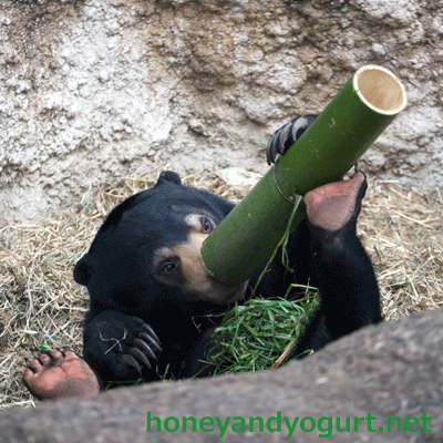 マレーグマ　フジ　上野動物園時代