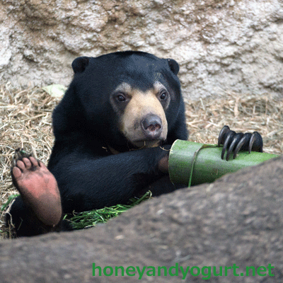 マレーグマ　フジ　上野動物園時代