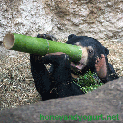 マレーグマ　フジ　上野動物園時代