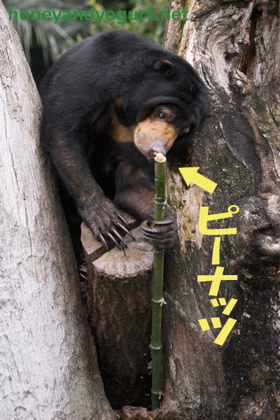 上野動物園　マレーグマ　モモコ