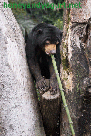 上野動物園　マレーグマ　モモコ
