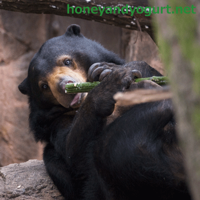 上野動物園　マレーグマ　モモコ