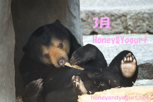 豊橋総合動植物園　のんほいパーク　マレーグマ　ノア