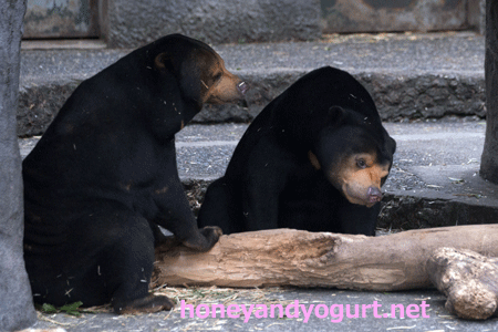 豊橋総合動植物園　のんほいパーク　マレーグマ　ノン　ノア