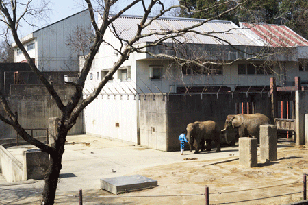 とべ動物園　レストランから見えるゾウ舎