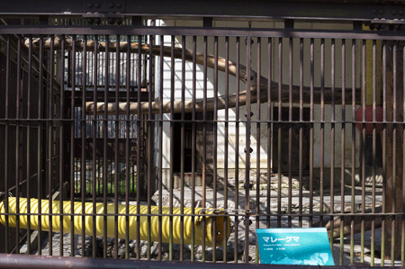 とべ動物園　マレーグマ舎