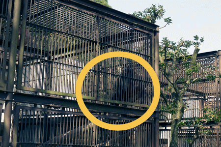 とべ動物園　マレーグマ舎