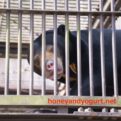 とべ動物園 マレーグマ シャイン