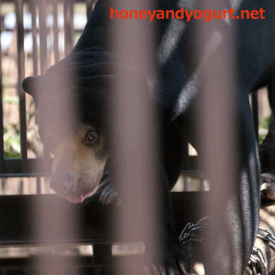 とべ動物園 マレーグマ シャイン