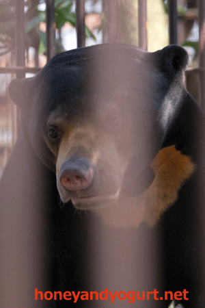 とべ動物園 マレーグマ シャイン