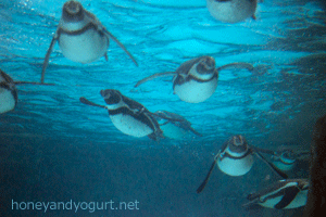 とべ動物園　ペンギンプール