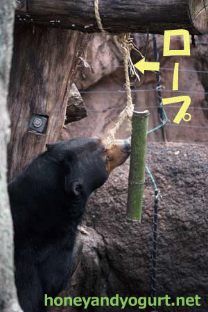 上野動物園　マレーグマ　モモコ