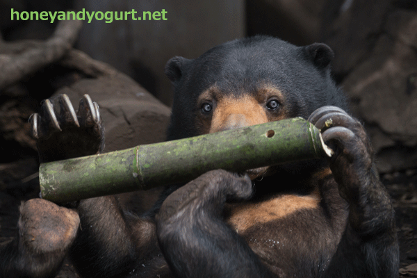 上野動物園　マレーグマ　モモコ