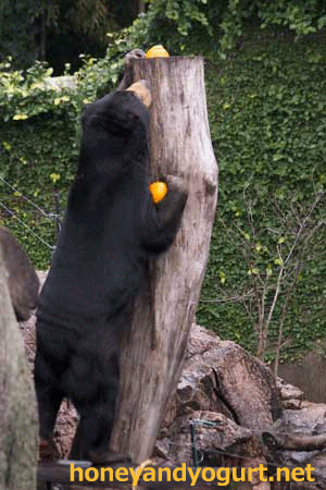 上野動物園　マレーグマ　モモコ
