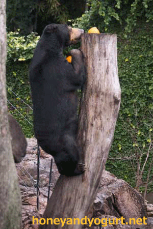 上野動物園　マレーグマ　モモコ