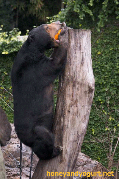 上野動物園　マレーグマ　モモコ
