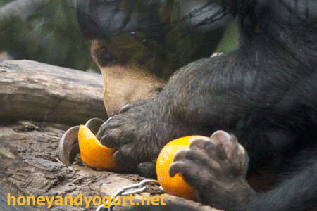 上野動物園　マレーグマ　モモコ