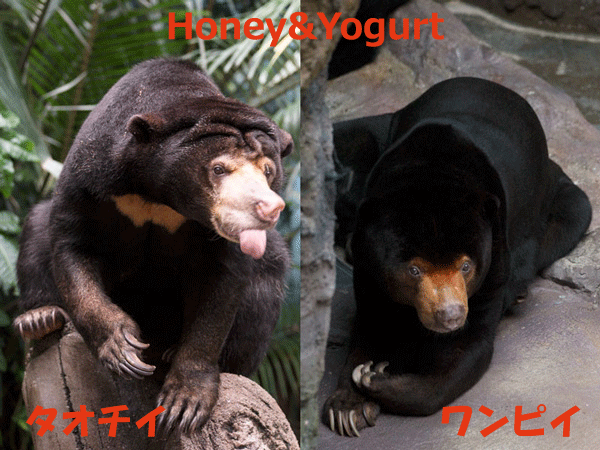 高知県　のいち動物公園　マレーグマ　ワンピイ　タオチイ