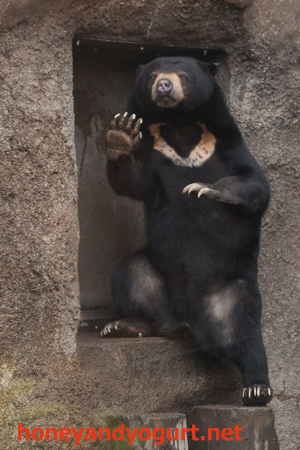 札幌市円山動物園 マレーグマ ウッチー