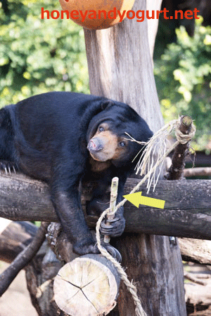 上野動物園　マレーグマ　モモコ
