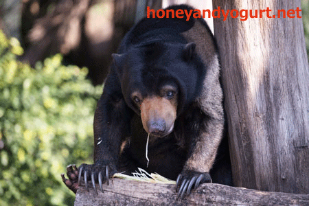 上野動物園　マレーグマ　モモコ