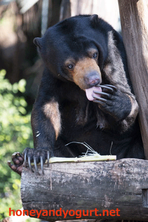 上野動物園　マレーグマ　モモコ