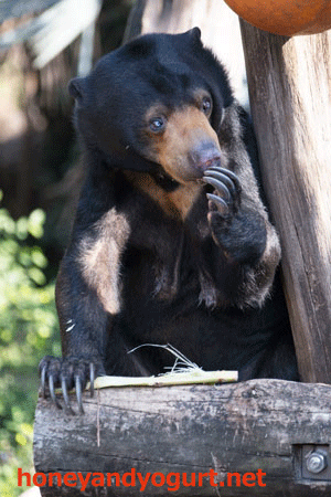 上野動物園　マレーグマ　モモコ