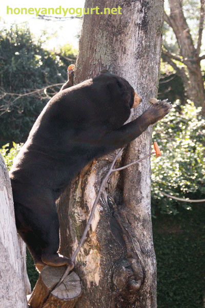 上野動物園　マレーグマ　キョウコ