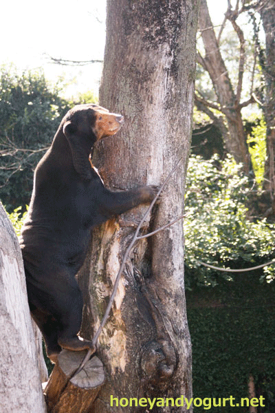 上野動物園　マレーグマ　キョウコ