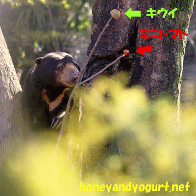 上野動物園　マレーグマ　モモコ