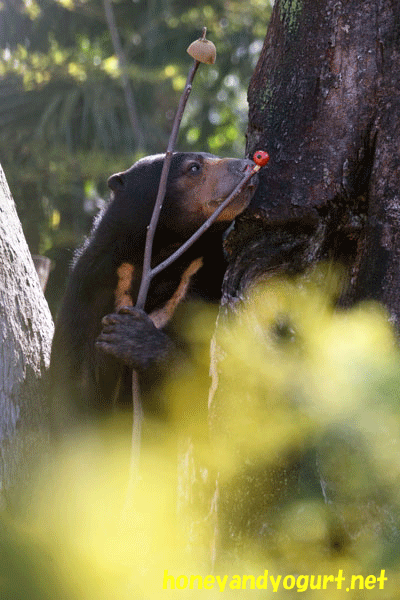 上野動物園　マレーグマ　モモコ
