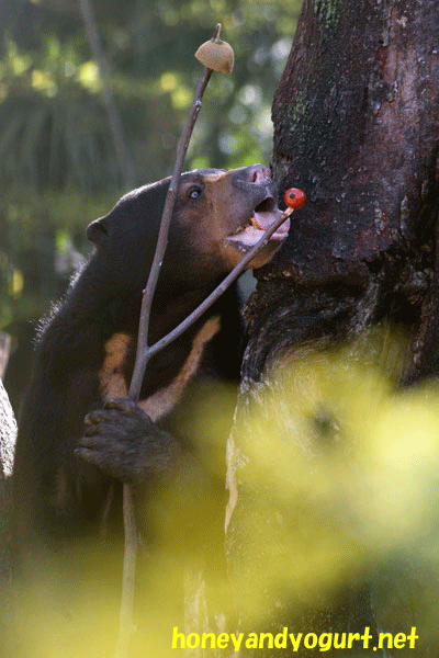 上野動物園　マレーグマ　モモコ