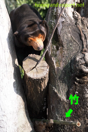 上野動物園 マレーグマ キョウコ