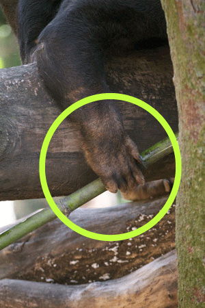 上野動物園 マレーグマ キョウコさんの手