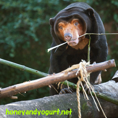 上野動物園 マレーグマ キョウコ