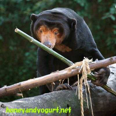 上野動物園 マレーグマ キョウコ