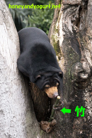 上野動物園 マレーグマ モモコ