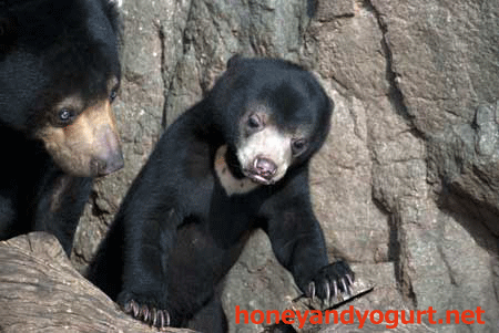 マレーグマ フジ モモコ