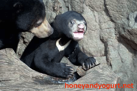 マレーグマ モモコとフジ