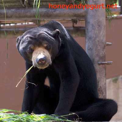 福岡市動植物園 マレーグマ サニー