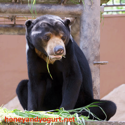 福岡市動植物園 マレーグマ サニー