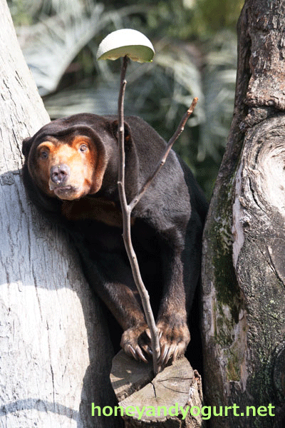 上野動物園　マレーグマ　キョウコ