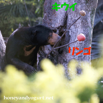 上野動物園　マレーグマ　モモコ