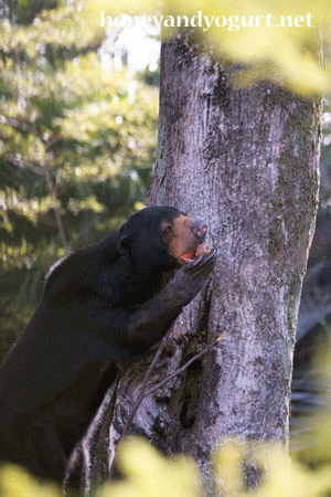 上野動物園　マレーグマ　モモコ