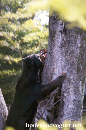 上野動物園　マレーグマ　モモコ