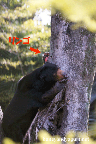 上野動物園　マレーグマ　モモコ