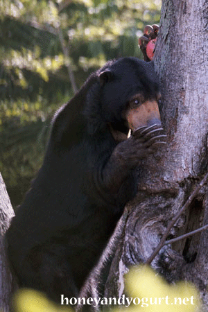 上野動物園　マレーグマ　モモコ