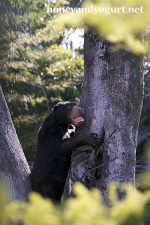 上野動物園　マレーグマ　モモコ